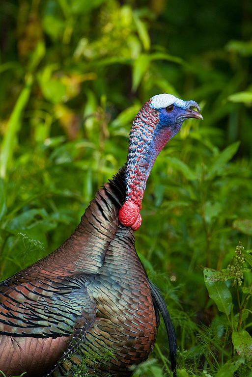 Wild Turkey (Meleagris gallopavo)