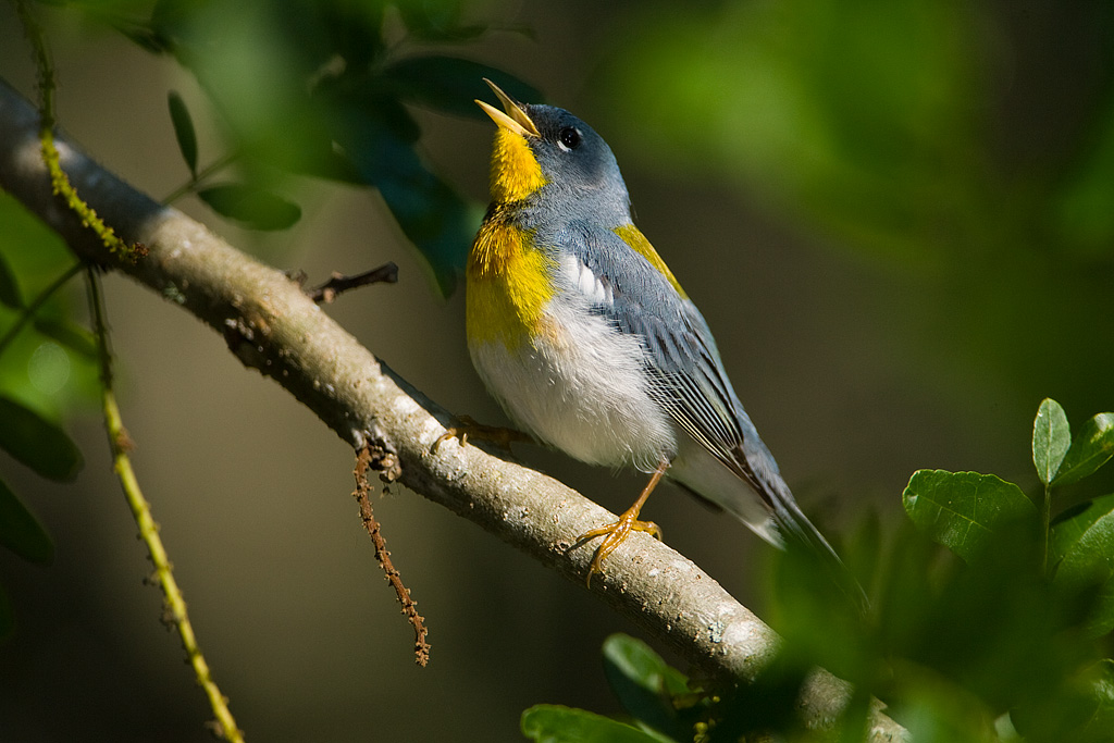 Northern Parula (Parula americana)