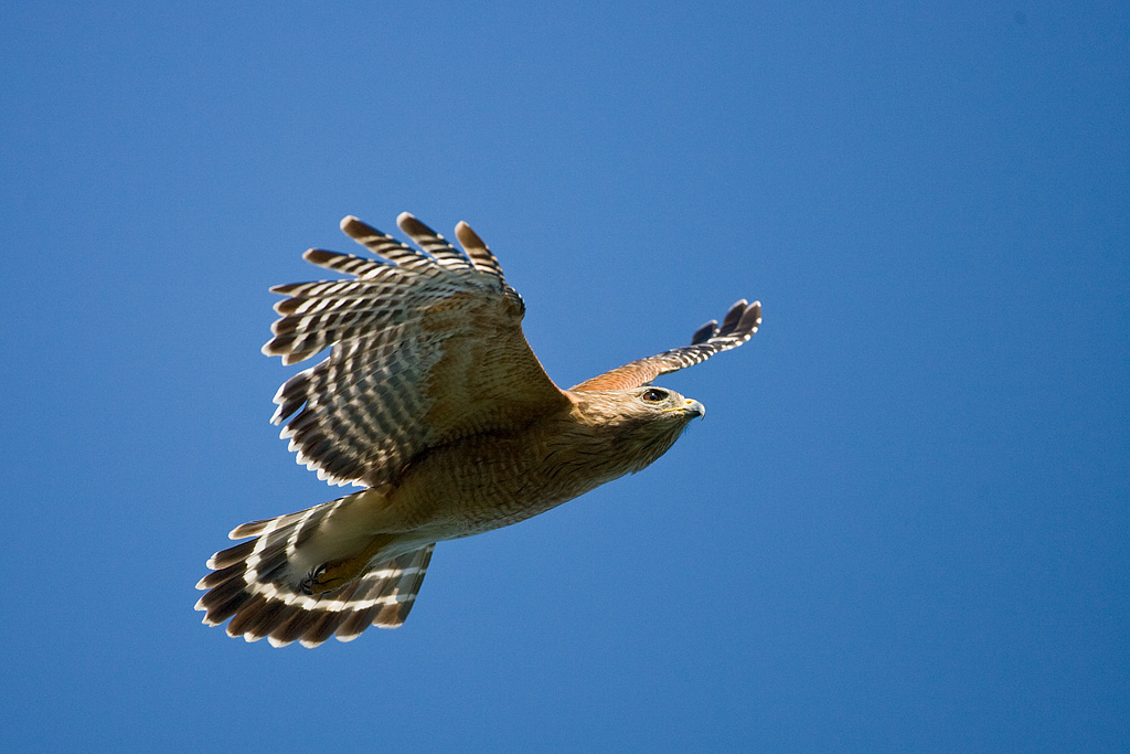 Red-shouldered Hawk (Buteo lineatus)