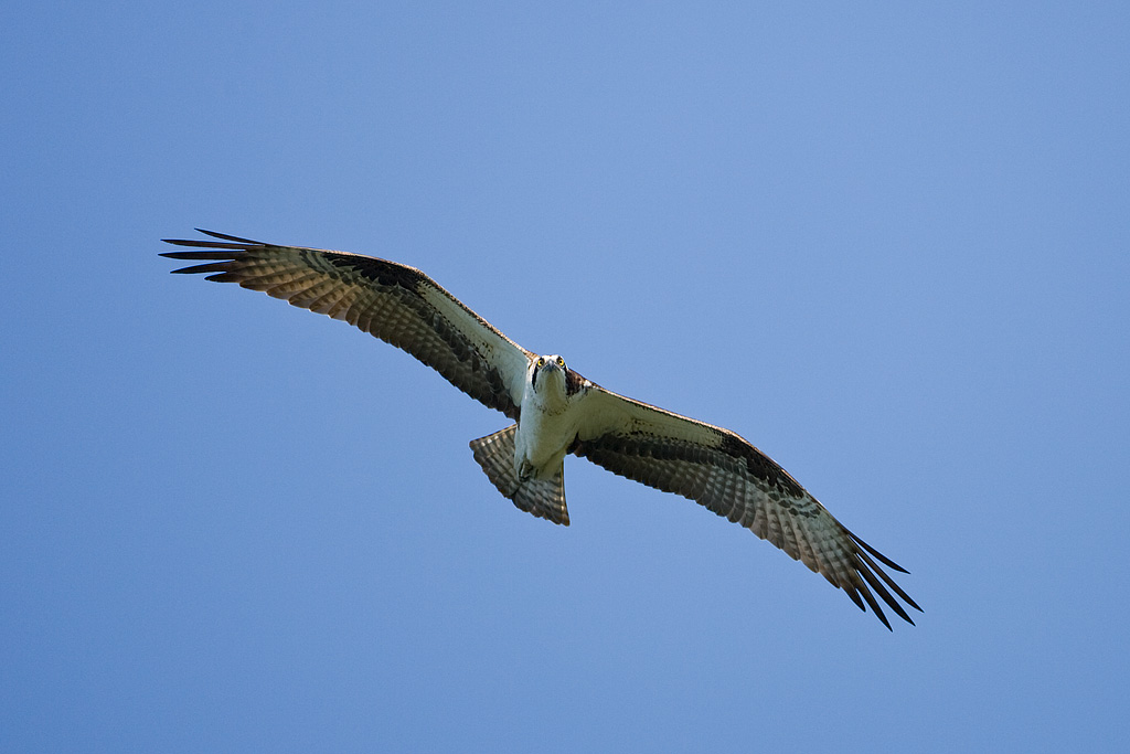 Osprey (Pandion haliaetus)