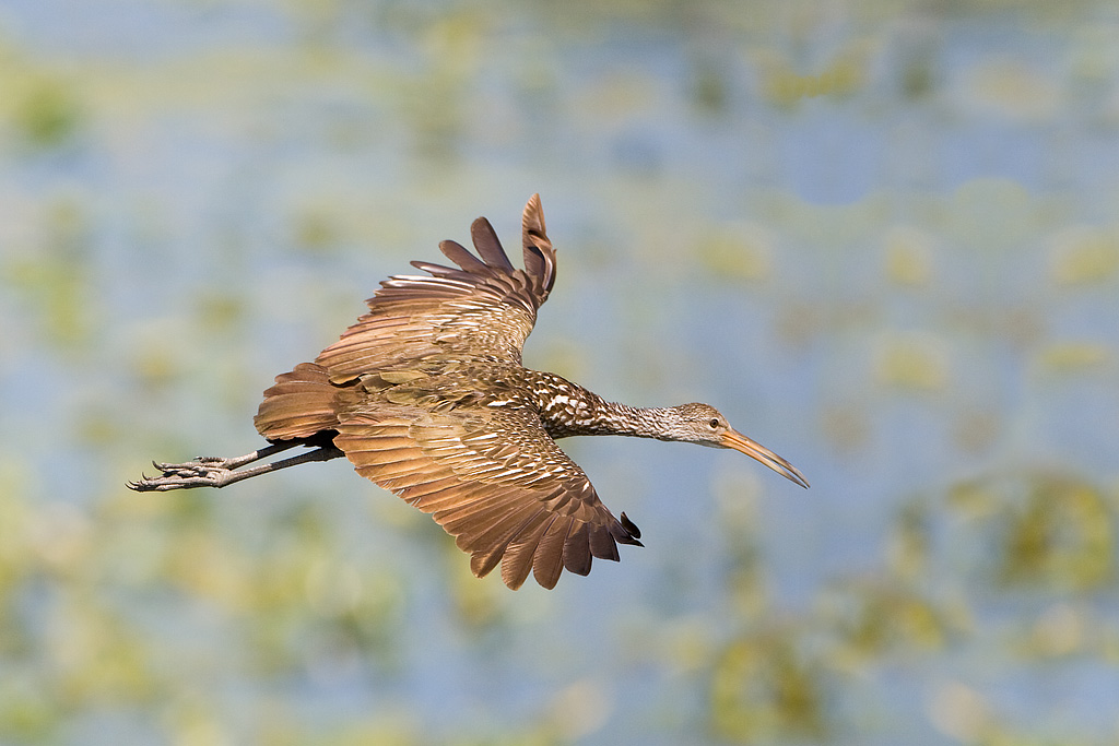 Limpkin (Aramus guarauna)