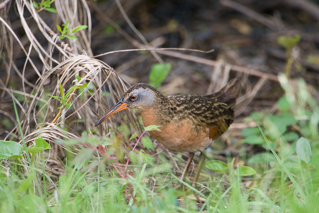 Virginia Rail (Rallus limicola)