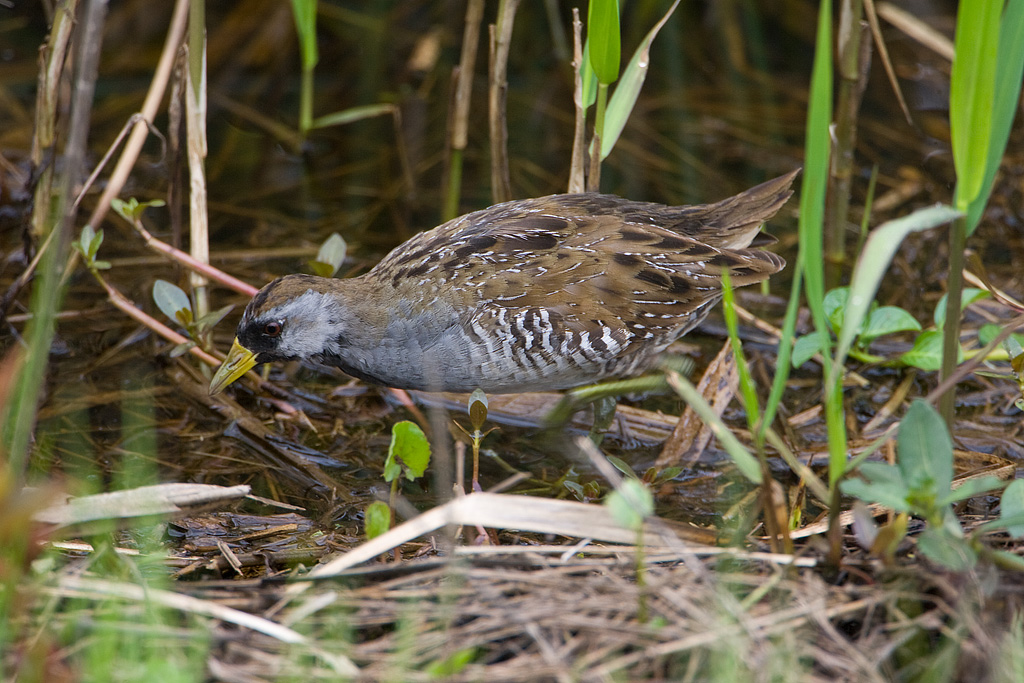 Sora (Porzana carolina)