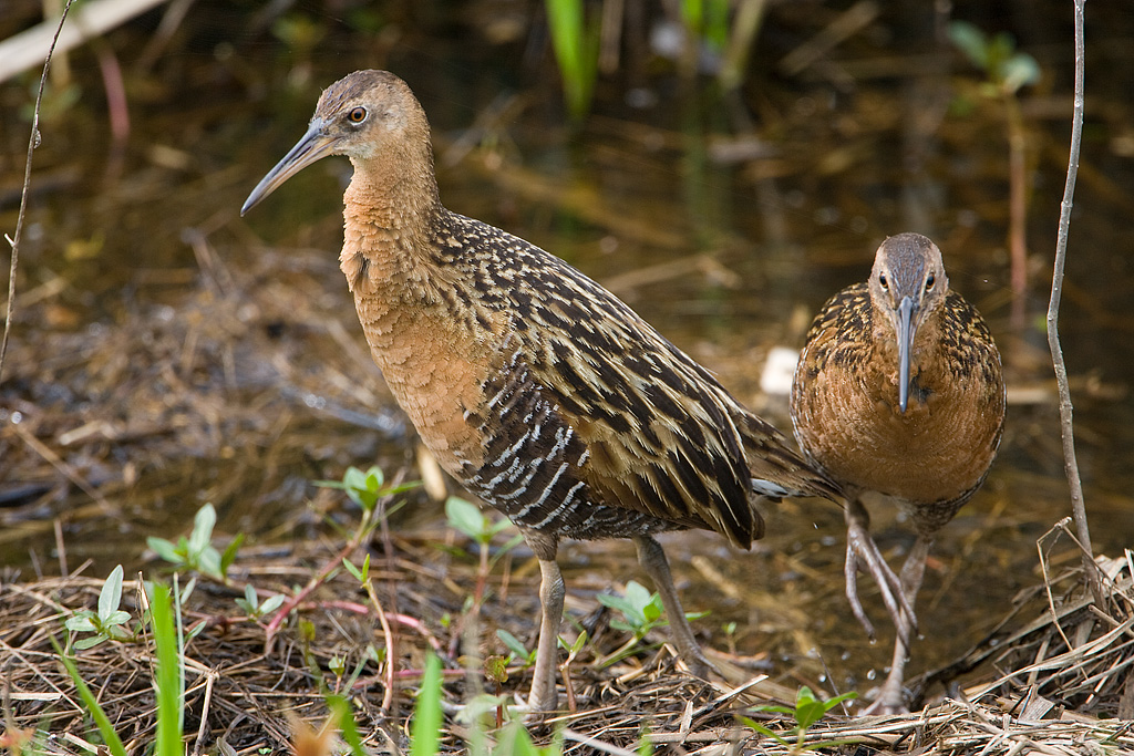 King Rail (Rallus elegans)