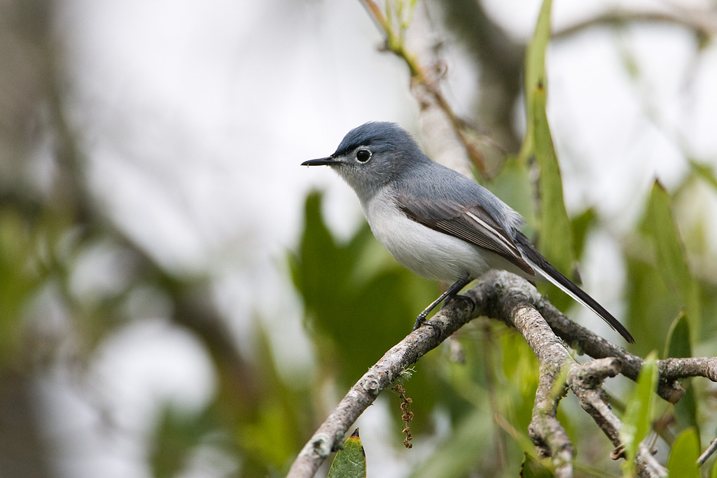 Blue-gray Gnatcatcher (Polioptila caerulea)