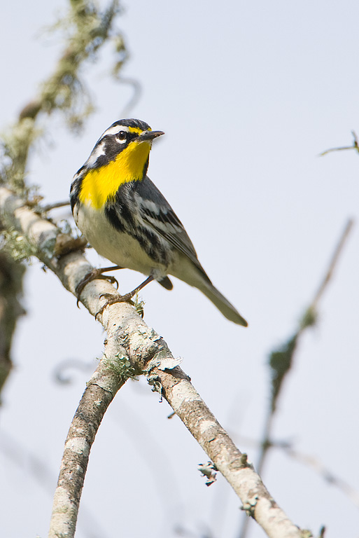 Yellow-throated Warbler (Dendroica dominica)