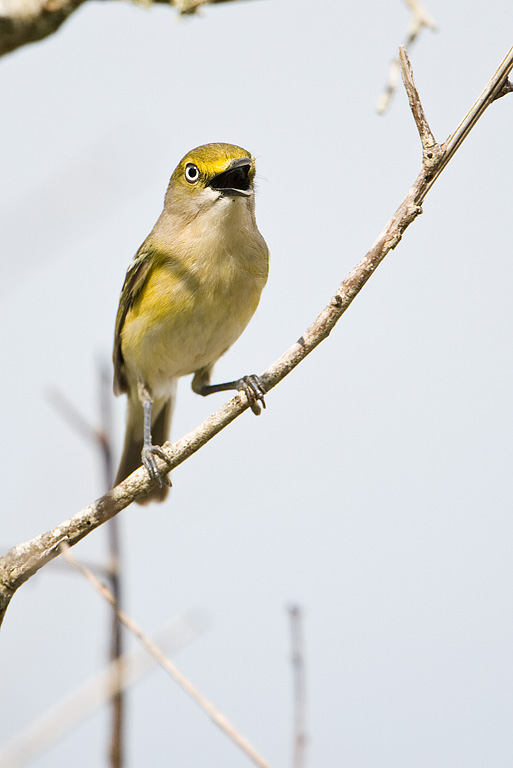 White-eyed Vireo (Vireo griseus)