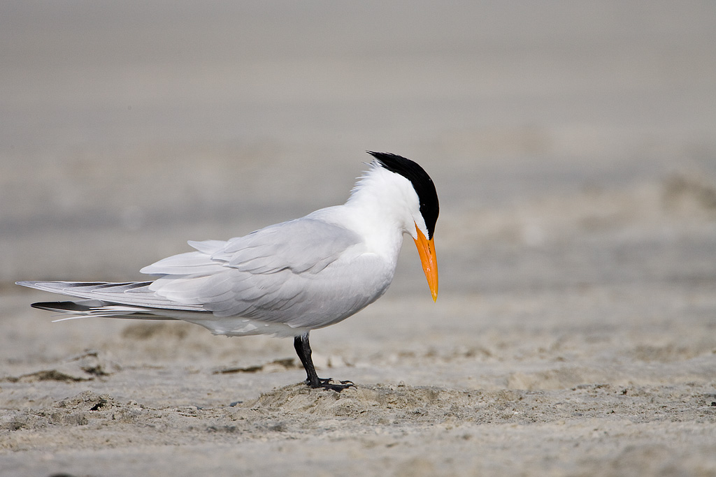 Royal Tern (Sterna maxima)