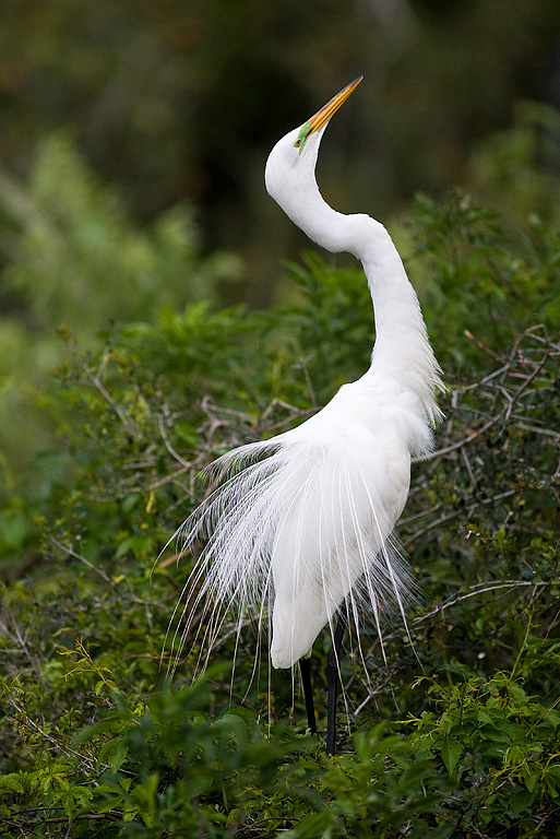 Great Egret (Ardea alba)