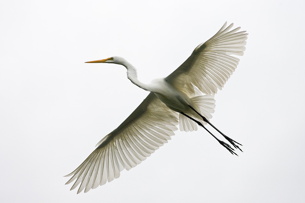 Great Egret (Ardea alba)