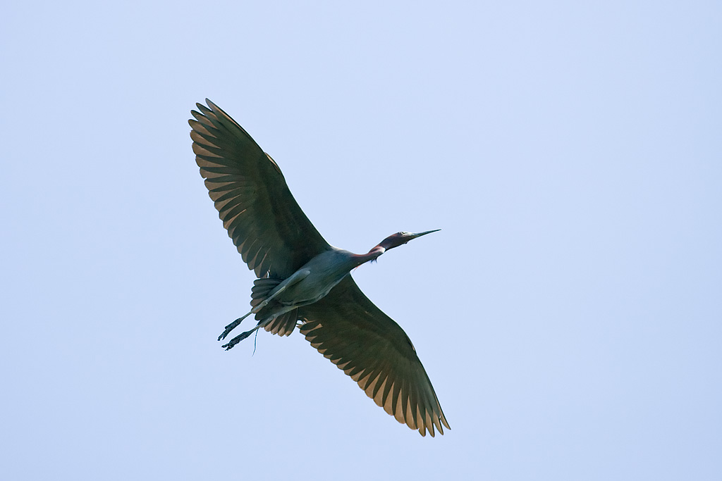 Little Blue Heron (Egretta caerulea)