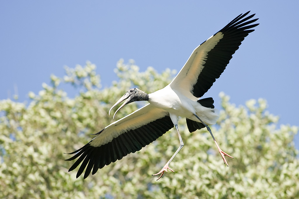 Wood Stork (Mycteria americana)