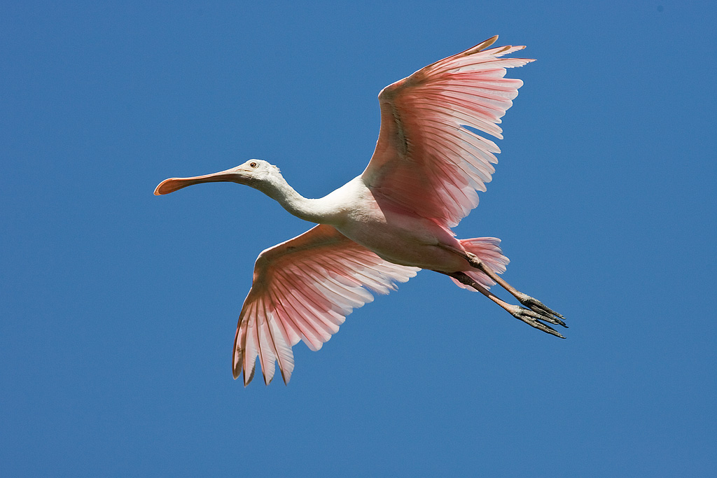 Roseate Spoonbill (Platalea ajaja)