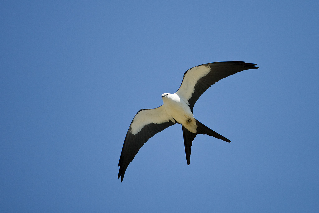 Swallow-tailed Kite (Elanoides forficatus)