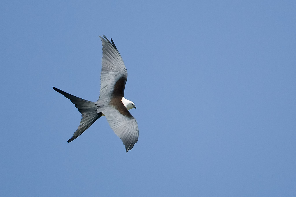 Swallow-tailed Kite (Elanoides forficatus)