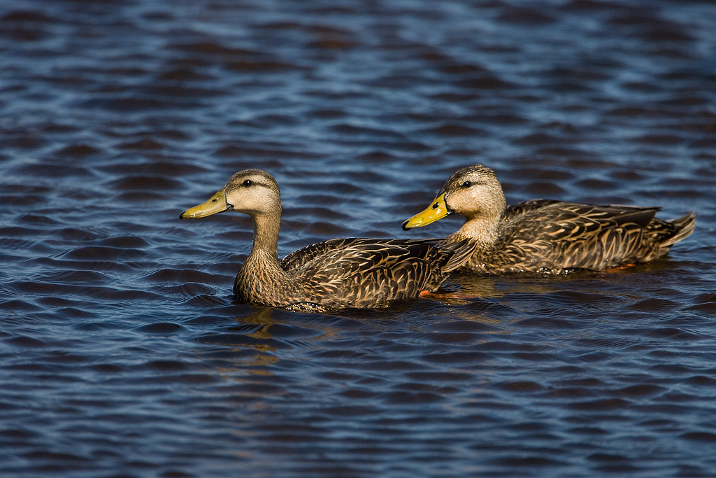 Mottled Duck (Anas fulvigula)