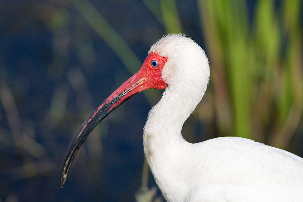 White Ibis (Eudocimus albus)