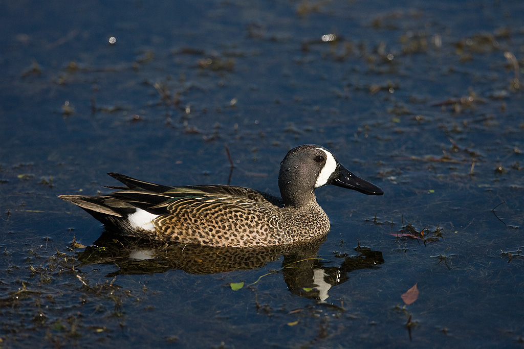 Blue-winged Teal (Anas discors)