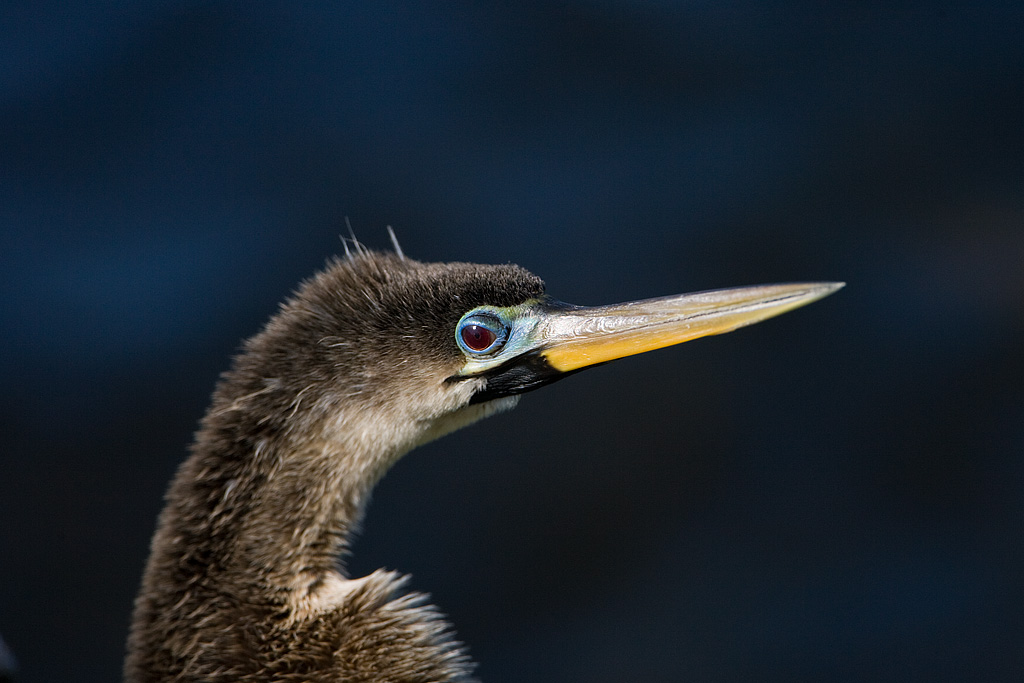 Anhinga (Anhinga anhinga)