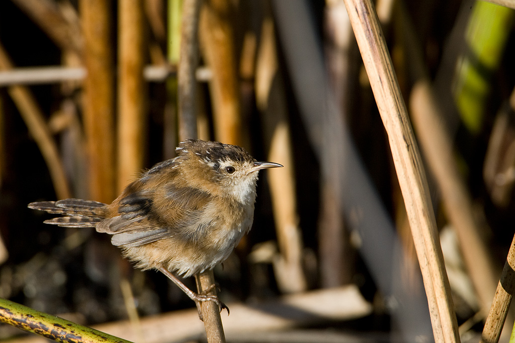 Marsh Wren (Cistothorus palustris)