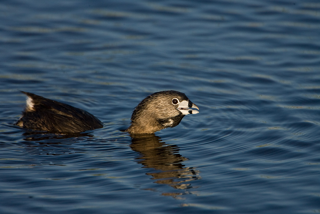 Pied-billed Grebe (Podilymbus podiceps)