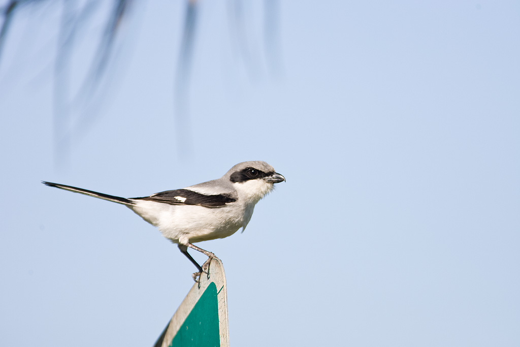 Loggerhead Shrike (Lanius ludovicianus)