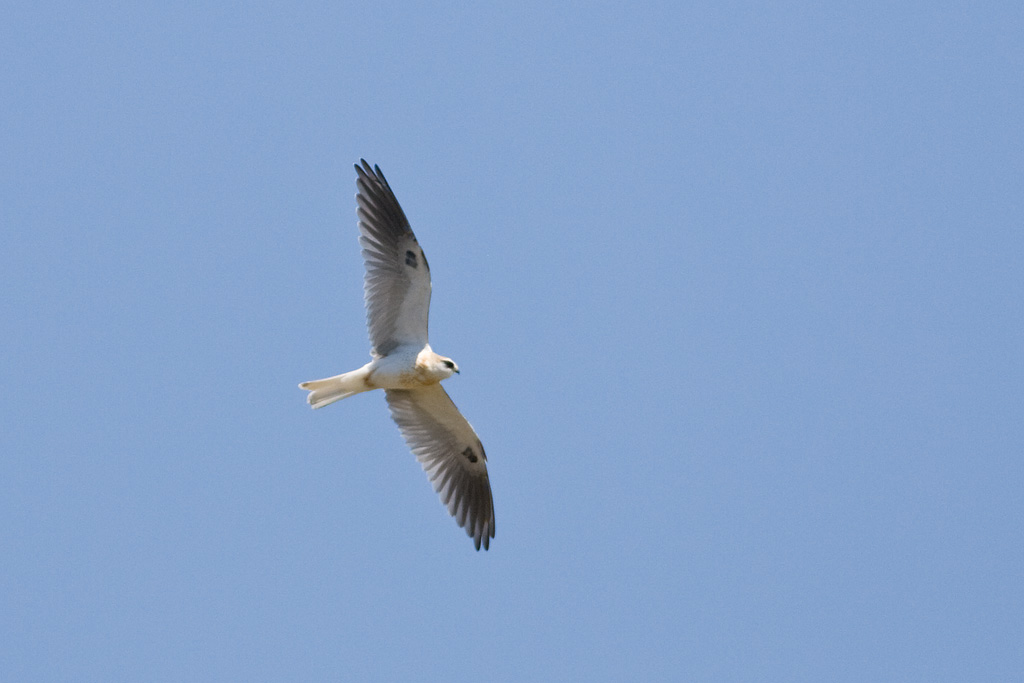 White-tailed Kite (Elanus leucurus)