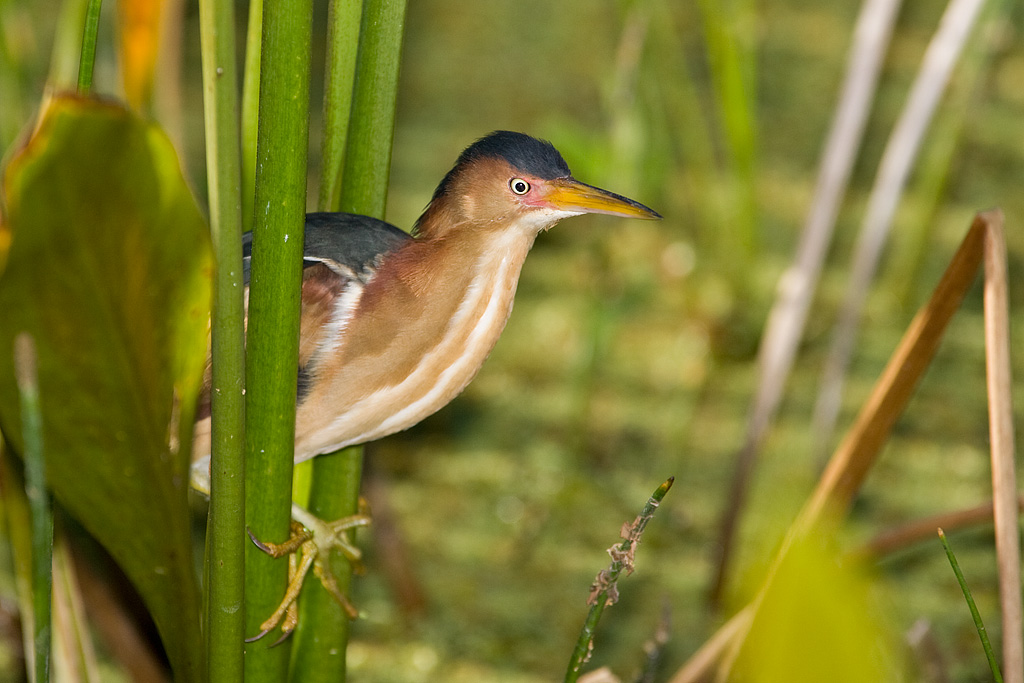 Least Bittern (Ixobrychus exilis)