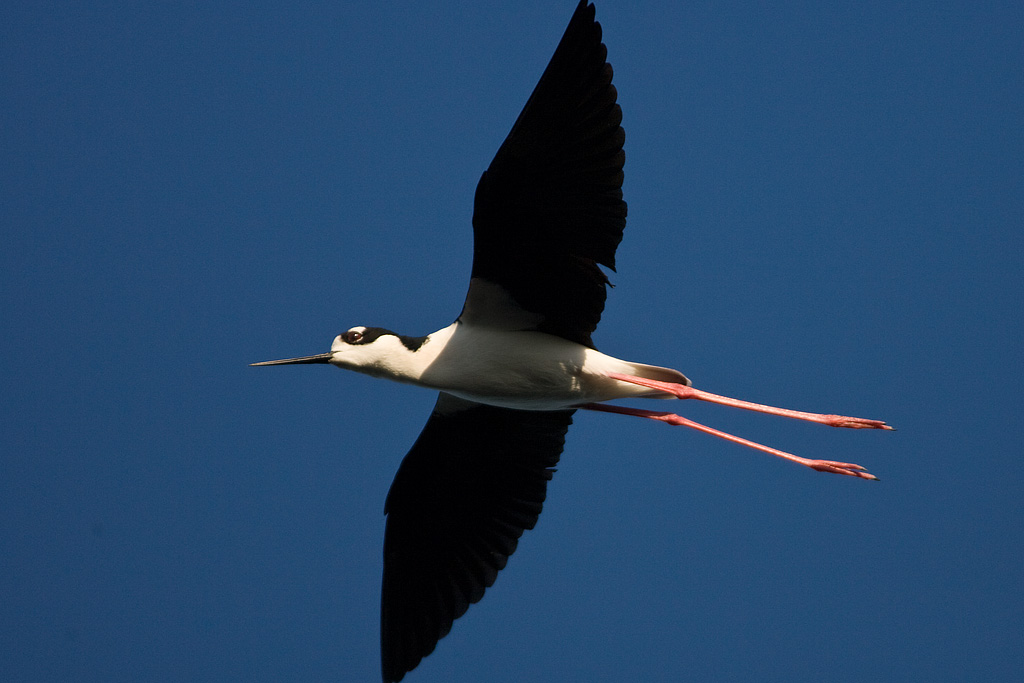 Black-neck Stilt (Himantopus mexicanus)