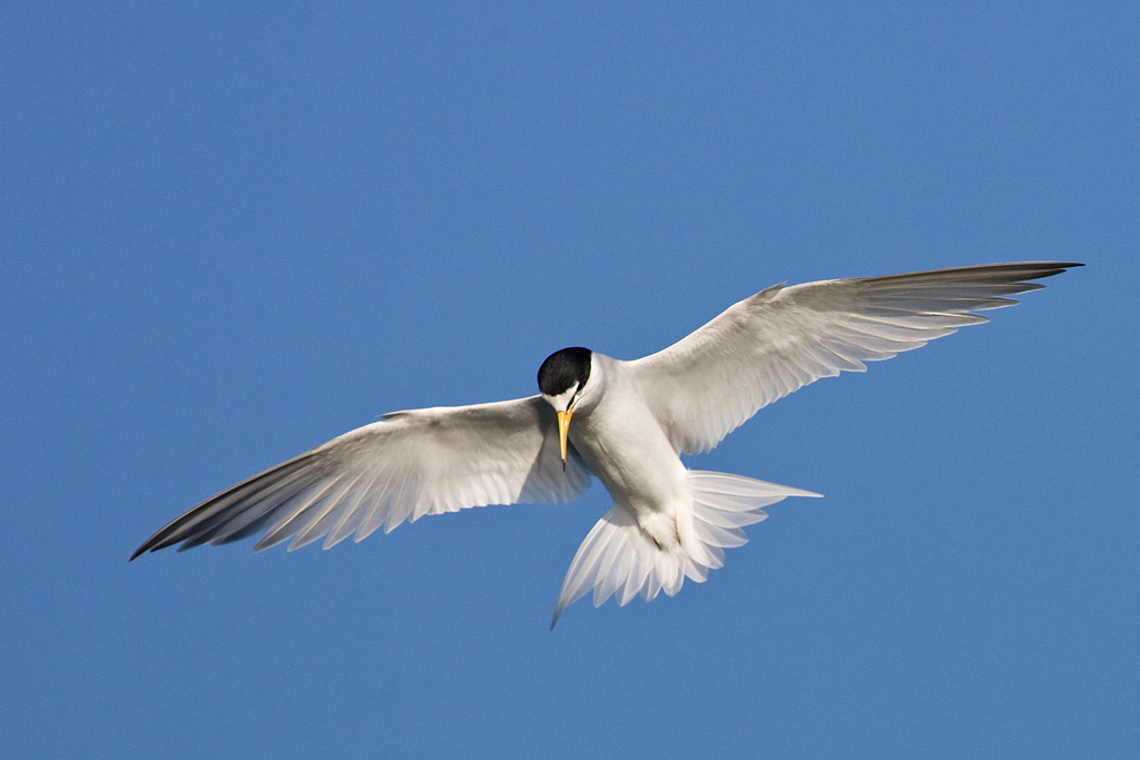 Least Tern (Sterna antillarum)