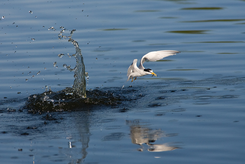 Least Tern (Sterna antillarum)