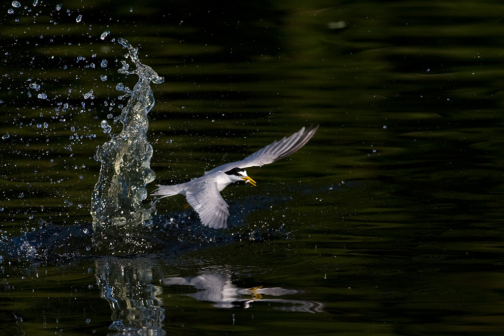 Least Tern (Sterna antillarum)