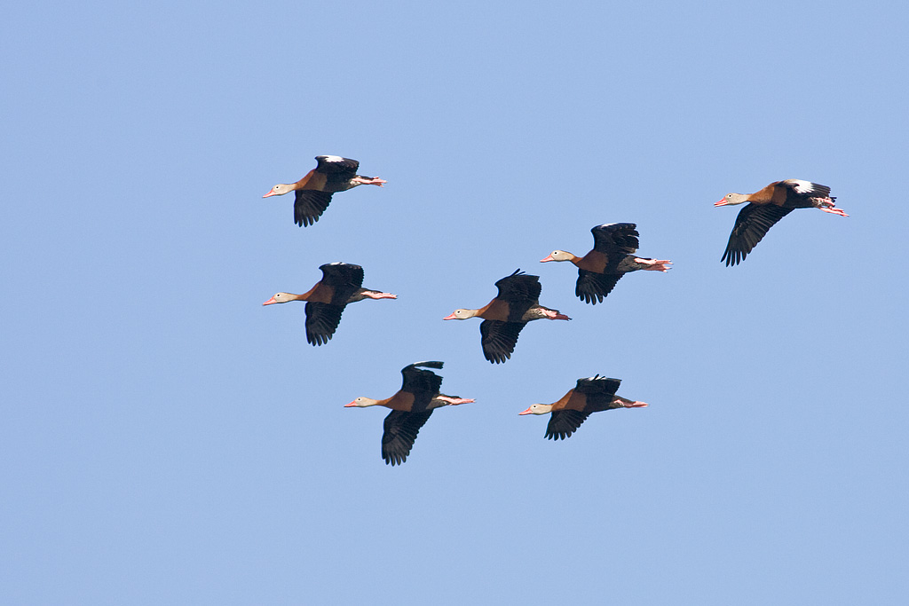 Black-bellied Whistling Duck (Dendrocygna autumnalis)