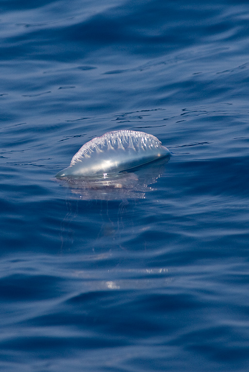 Portuguese Man o' War (Physalia physalis)