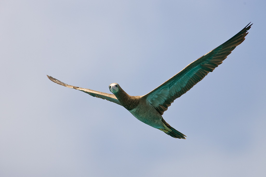 Brown Booby (Sula leucogaster)