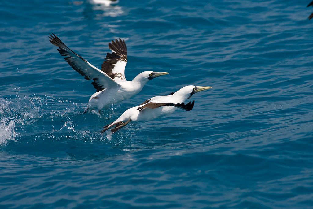 Masked Booby (Sula dactylatra)