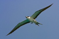 Sooty Tern (Sterna fuscata)