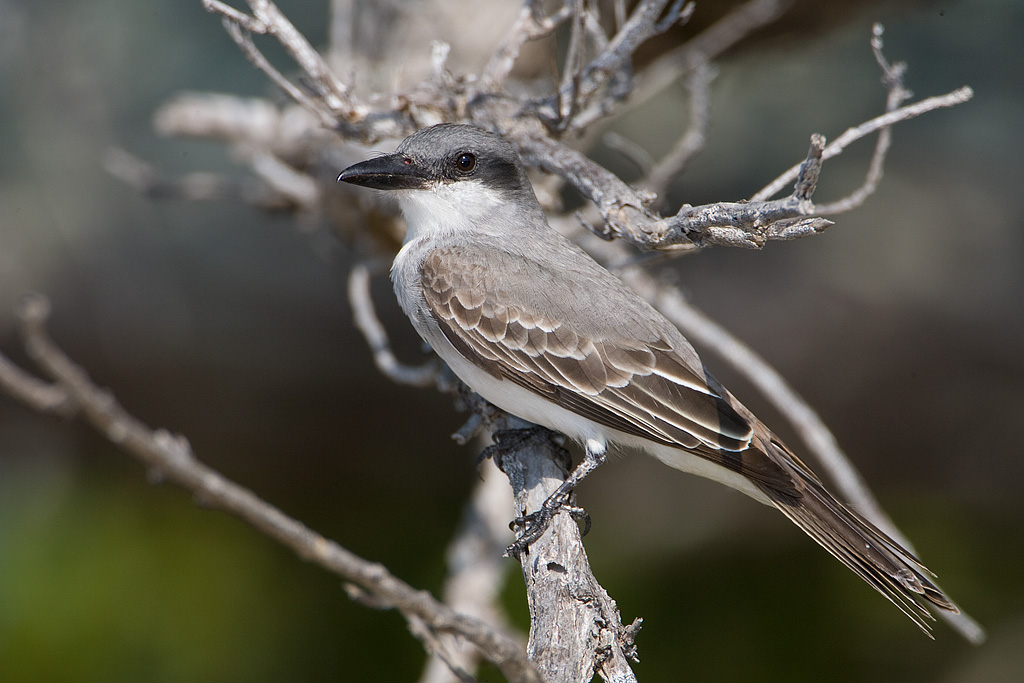 Gray Kingbird (Tyrannus dominicensis)