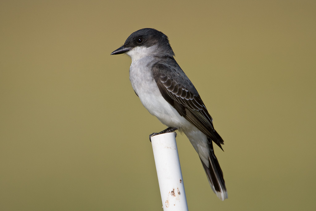 Eastern Kingbird (Tyrannus tyrannus)