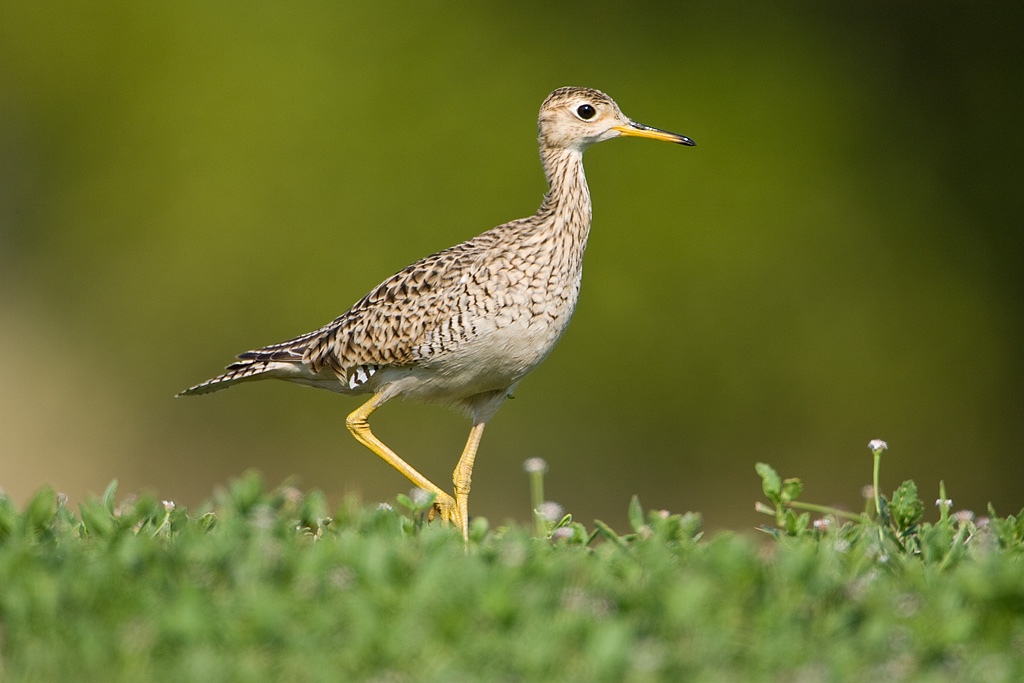 Upland Sandpiper (Bartramia longicauda)