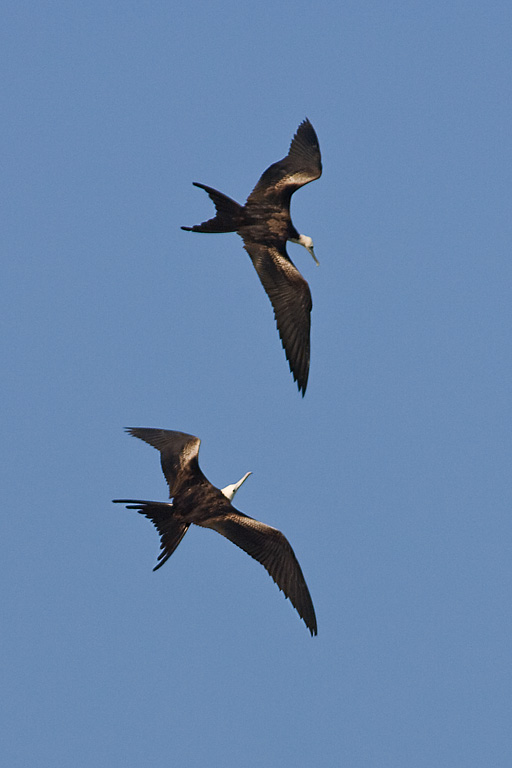 Magnificent Frigatebird (Fregata magnificens)