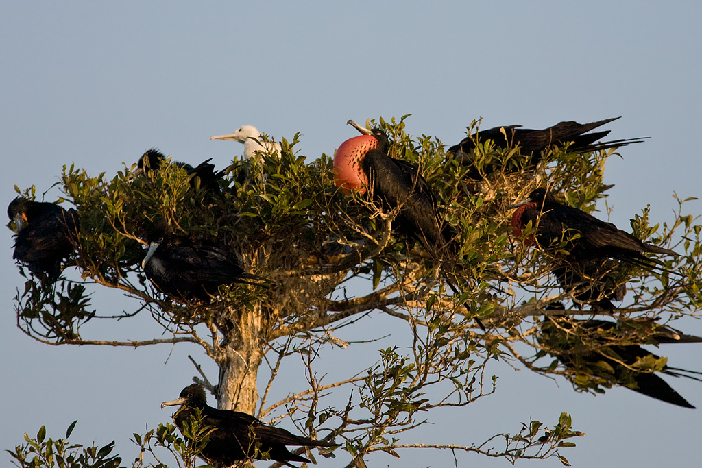 Magnificent Frigatebird (Fregata magnificens)