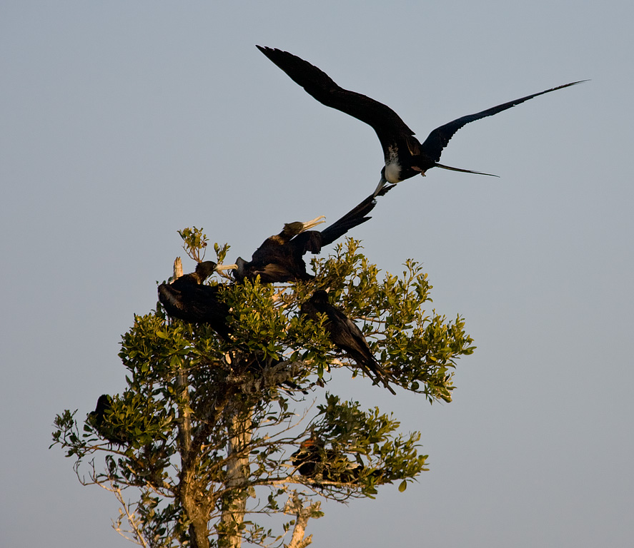 Magnificent Frigatebird (Fregata magnificens)