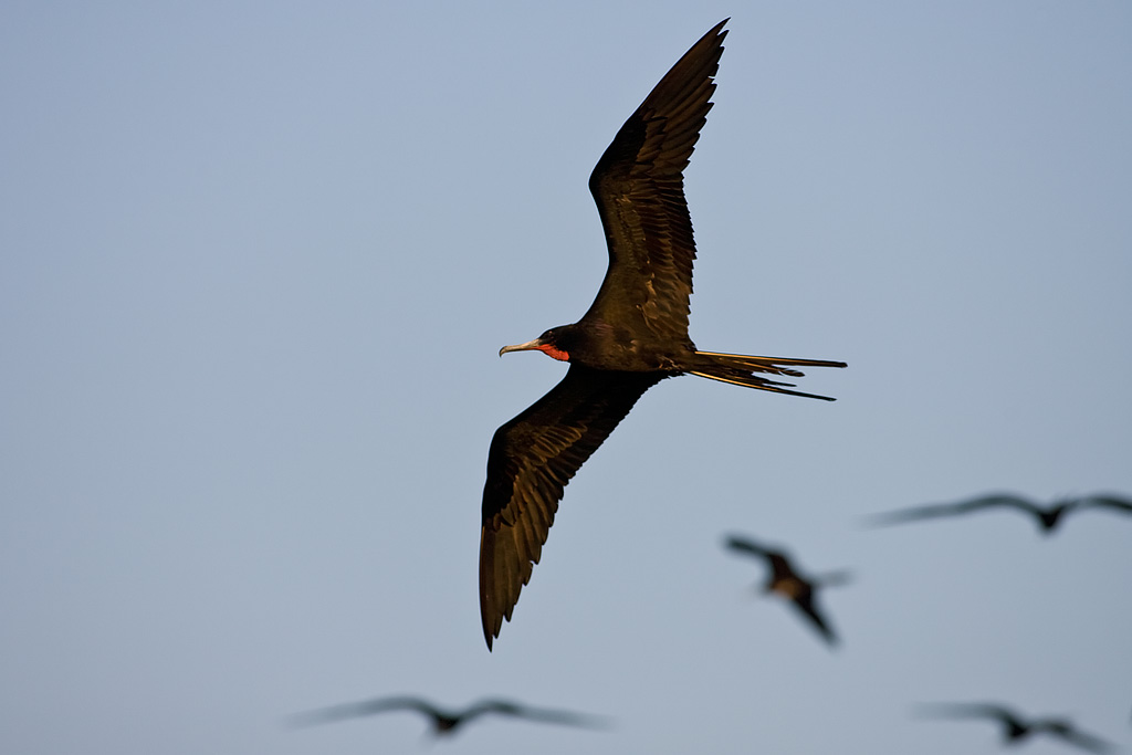 Magnificent Frigatebird (Fregata magnificens)