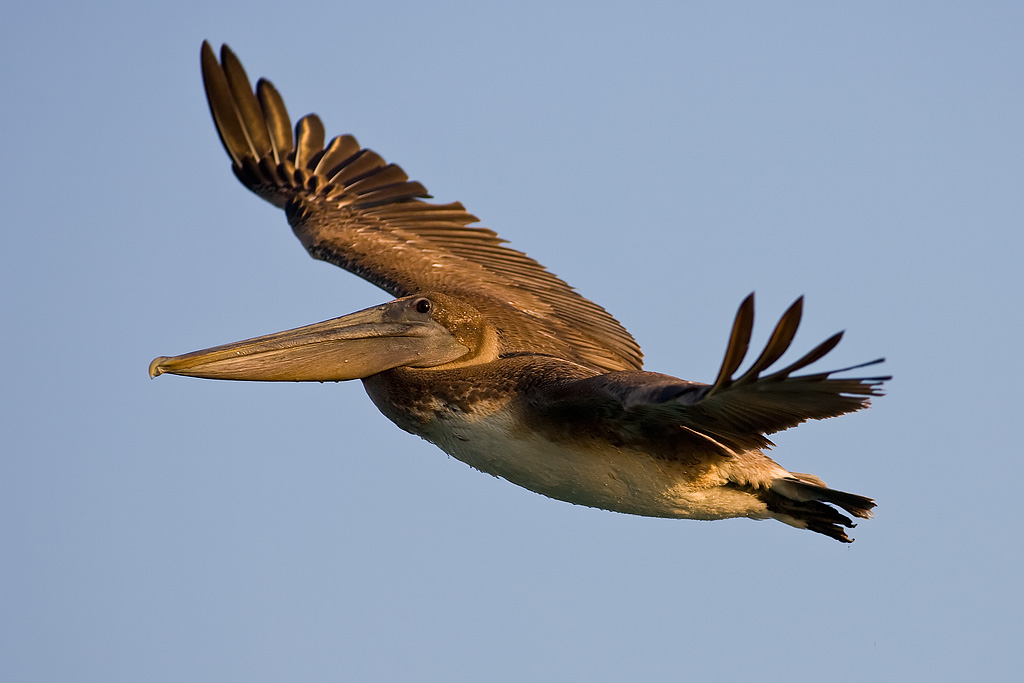 Brown Pelican (Pelecanus occidentalis)