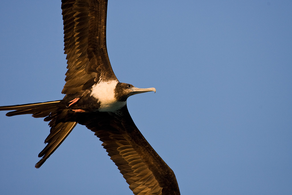 Magnificent Frigatebird (Fregata magnificens)