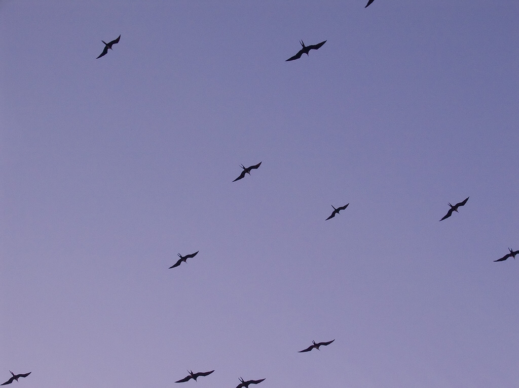 Magnificent Frigatebird (Fregata magnificens)