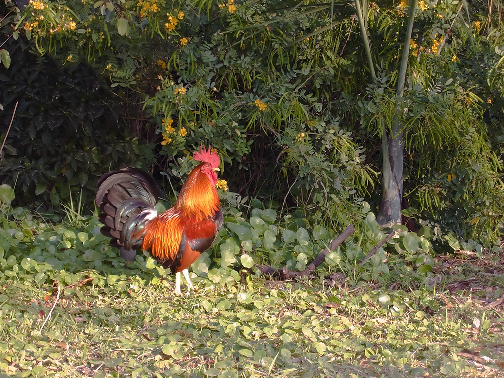 Red Junglefowl (Gallus gallus)