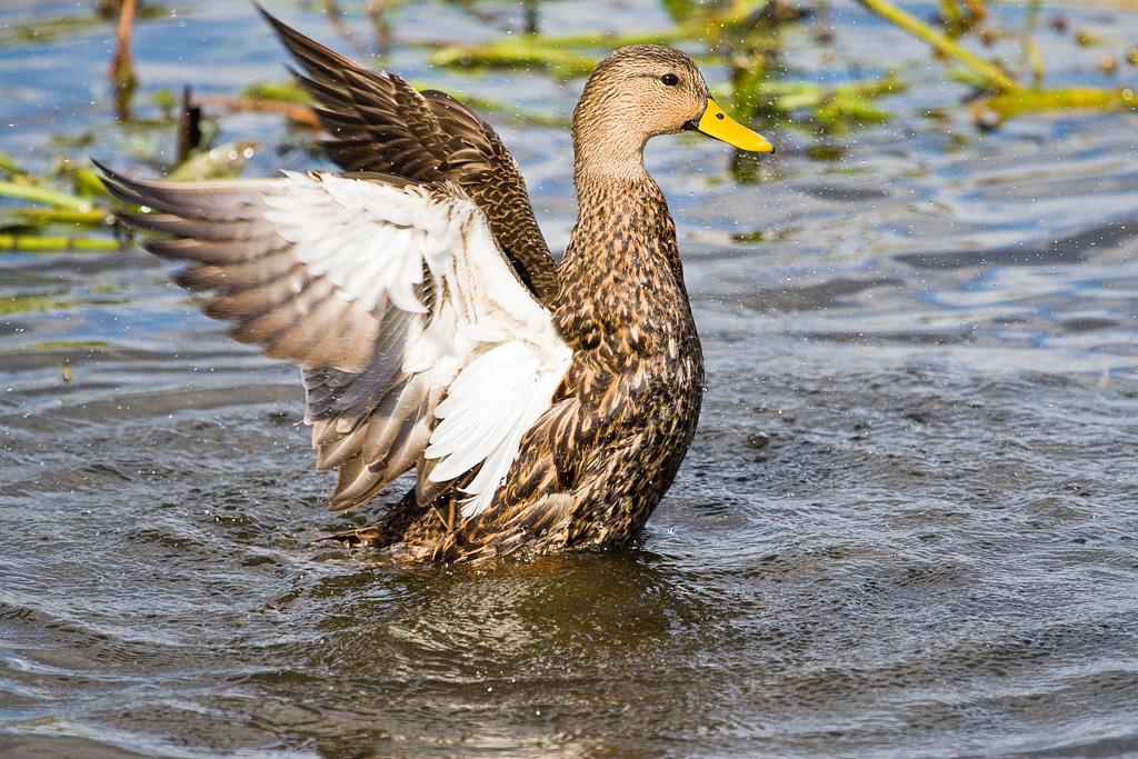 Mottled Duck (Anas fulvigula)