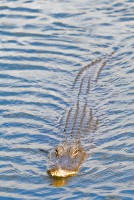 American Alligator (Alligator mississippiensis)